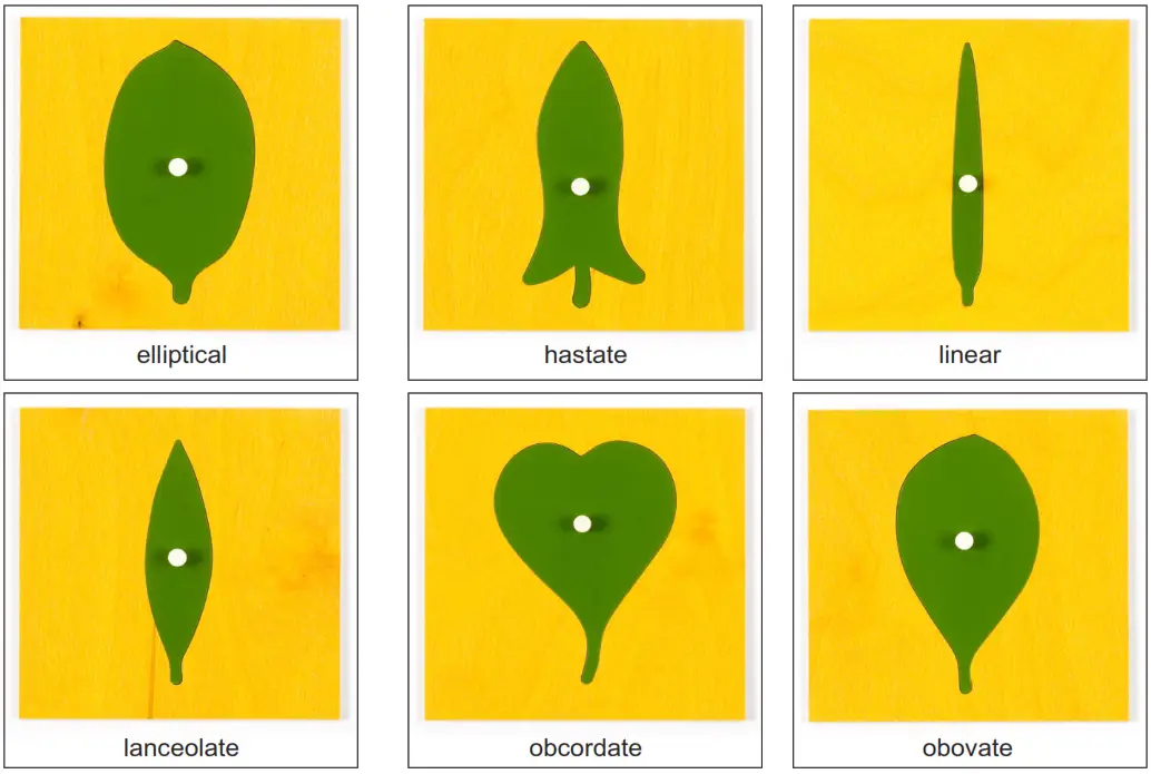 Montessori Leaf Cabinet - Drawer 2