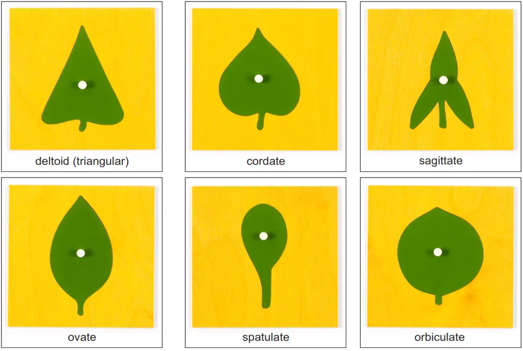 Montessori Leaf Cabinet - Drawer 1 