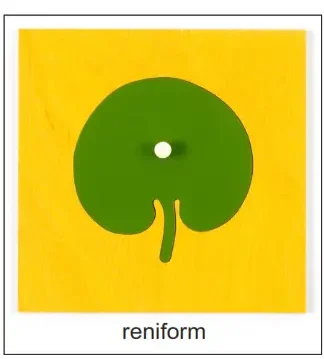 Montessori botany cabinet 3 1 e1737728378537 Montitute - Montessori Training Institute