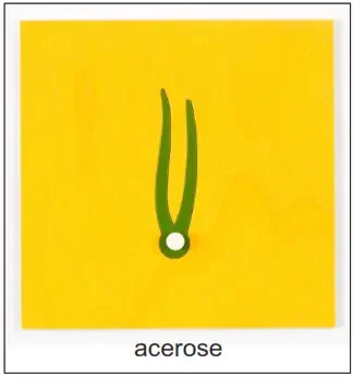 Montessori Leaf Cabinet - Drawer 3