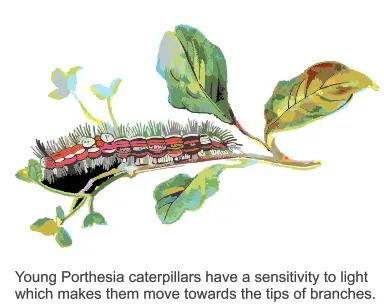 Unit 10.2 (M1): Key Concepts in Montessori Education (The Sensitive Periods) 3 Montessori caterpillars of pothesia butterflies Montitute - Montessori Institute