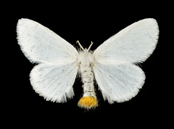 Montessori porthesia butterflies Montitute - Montessori Institute